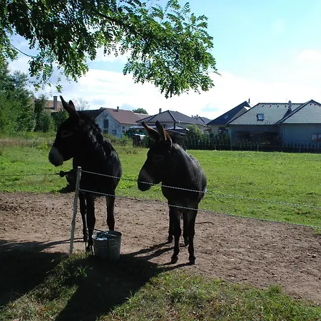 Hortenzie 3* Usilne