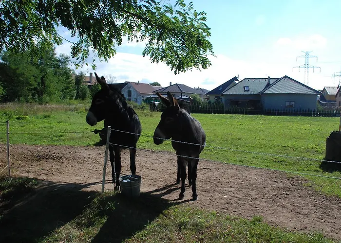 Hortenzie 3* Usilne
